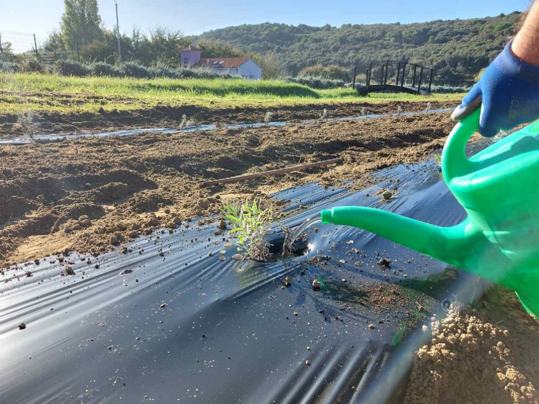 Polje lavande oplemenjeno novim sadnicama